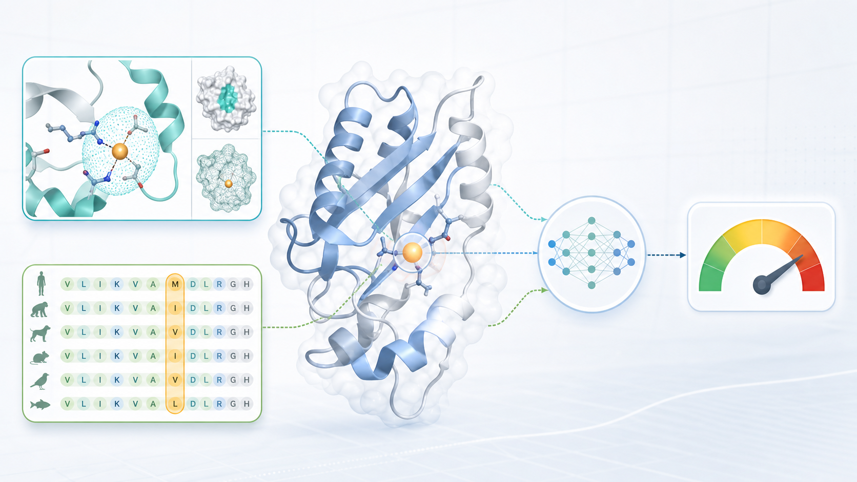 Illustration of AlphaMissense using protein structure and evolutionary conservation to estimate variant impact